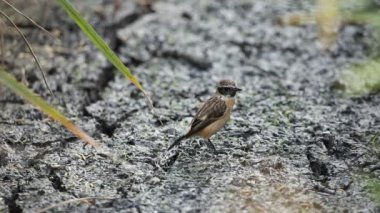 Doğu Stonechat (Saxicola rubicolax) yere.