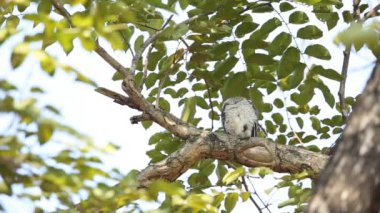 Benekli owlet şube ağaç üzerinde.