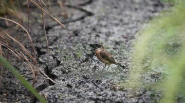 Doğu Stonechat (Saxicola rubicolax) yere.