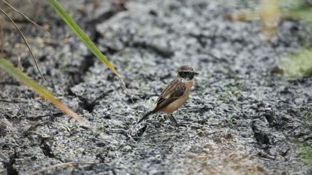 Ανατολική Μαυρολαίμης Saxicola Rubicolax Στο Έδαφος — Αρχείο Βίντεο