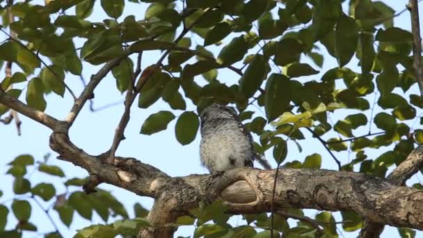 Benekli Owlet Şube Ağaç Üzerinde — Stok video