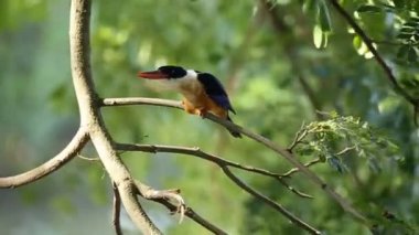 Kara kaplı Kingfisher ağaç dalında.