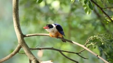 Kara kaplı Kingfisher ağaç dalında.