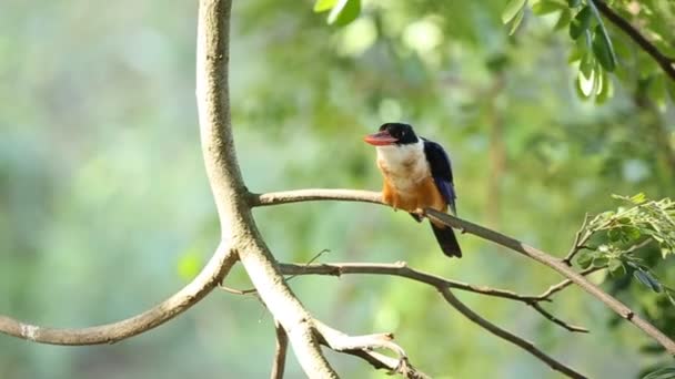 Pescador Real Con Capucha Negra Árbol Ramas — Vídeos de Stock