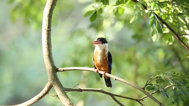 Ijsvogel Met Zwarte Snavel Takkenboom — Stockvideo