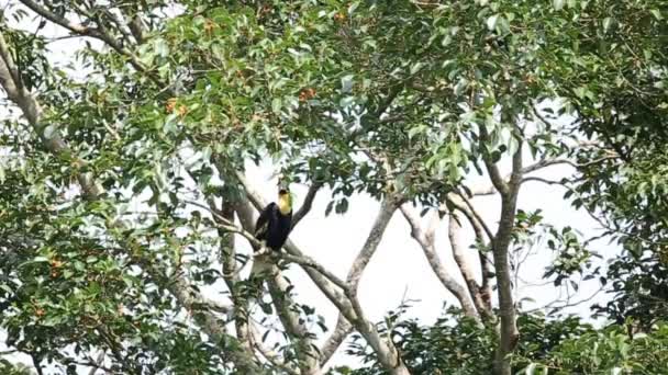 Rinoseros Khao Yai Tayland Milli Parkı Ağaç Üzerinde — Stok video