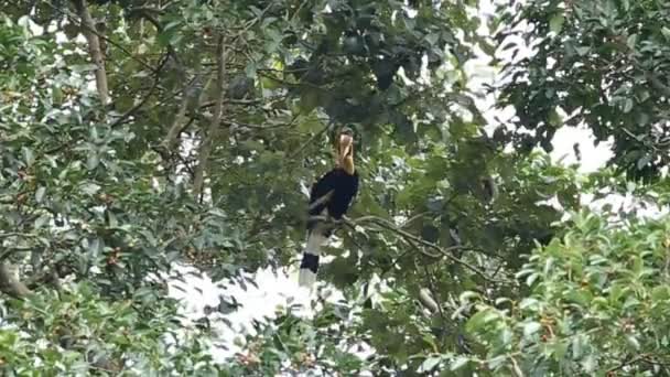 Näshornsfåglar Träd Vid Khao Yai Nationalpark Thailand — Stockvideo