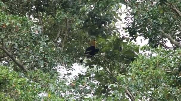 Hornbills Árbol Parque Nacional Khao Yai Tailandia — Vídeos de Stock