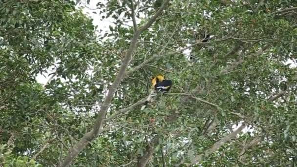 Rinoseros Khao Yai Tayland Milli Parkı Ağaç Üzerinde — Stok video