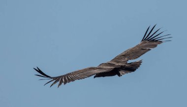 Gökyüzünde uçan Himalaya Kızıl akbaba (Gyps himalayensis).