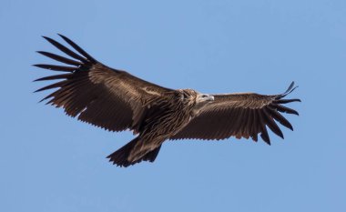 Gökyüzünde uçan Himalaya Kızıl akbaba (Gyps himalayensis).