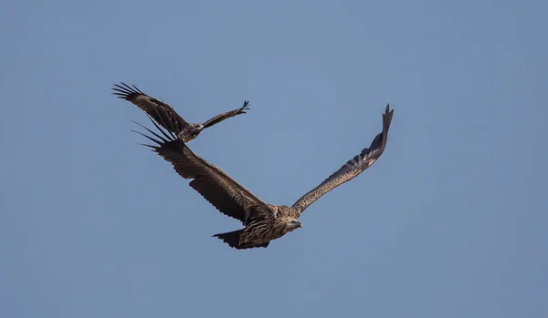 Himalayan griffon vulture (Gyps himalayensis) flying in sky.