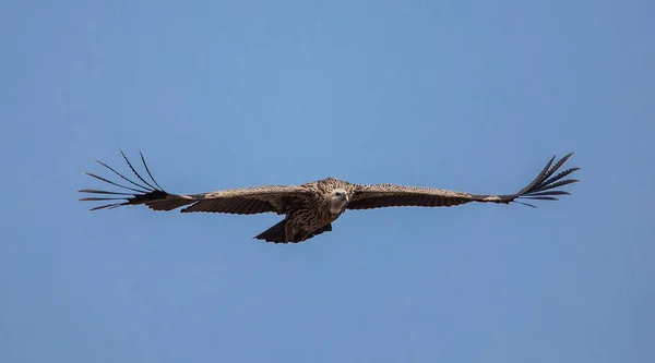 Himalaya-Gänsegeier (gyps himalayensis) fliegt in den Himmel. — Stockfoto