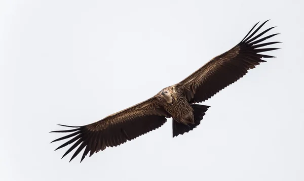 Abutre-do-Himalaia (Gyps himalayensis) voando no céu . — Fotografia de Stock