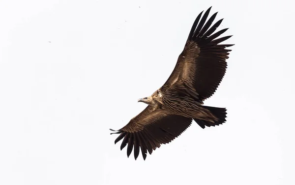 Himalayan griffon vulture (Gyps himalayensis) flying in sky.