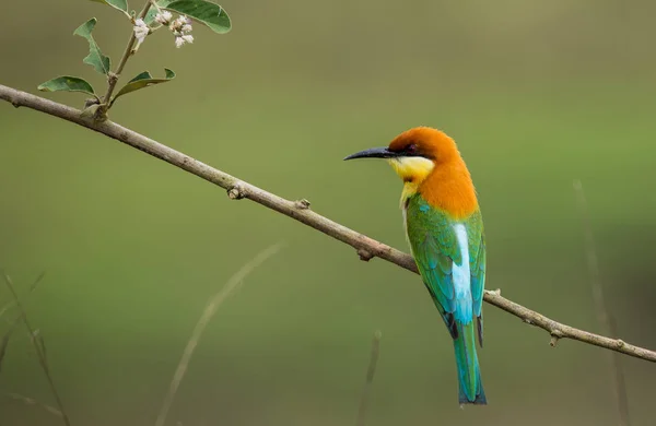 分岐ツリーの栗頭ハチクイ (Merops leschenaulti). — ストック写真