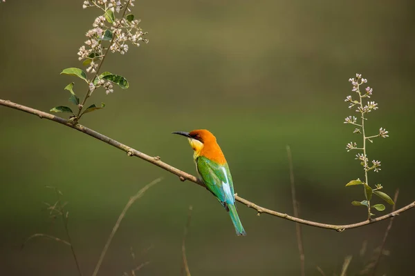 Kastanienkopf-Bienenfresser (merops leschenaulti) auf Astbaum. — Stockfoto