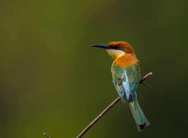 Kestane başlı arı kuşugiller (arı kuşu leschenaulti) şube ağaç üzerinde.