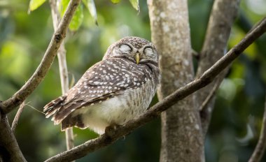 Benekli owlet (Athene brama) ağaç üzerinde.