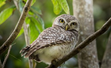Benekli owlet (Athene brama) ağaç üzerinde.