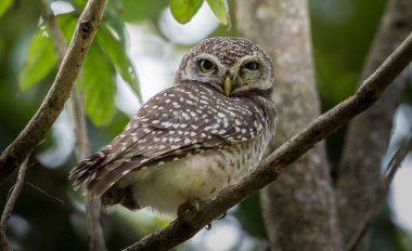 Benekli owlet (Athene brama) ağaç üzerinde.
