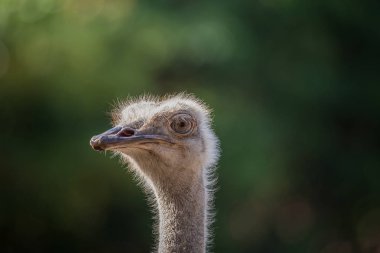 Devekuşu (Struthio camelus) portre vurdu.