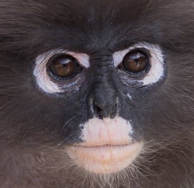  gölgeli langur (trachypithecus burnu)