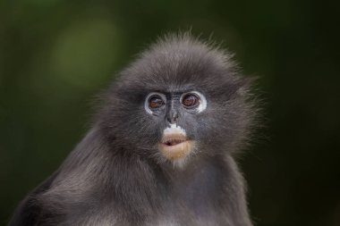  gölgeli langur (trachypithecus burnu)