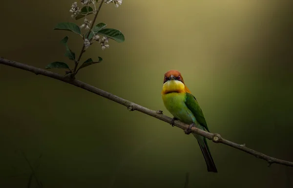 Comedor de abejas cabeza de castaño (Merops leschenaulti) en árbol de ramas . — Foto de Stock