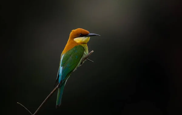 Kastanienkopf-Bienenfresser (merops leschenaulti) auf Astbaum. — Stockfoto