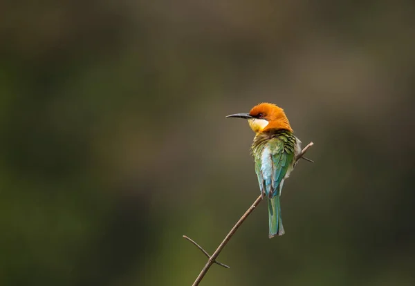 分岐ツリーの栗頭ハチクイ (Merops leschenaulti). — ストック写真