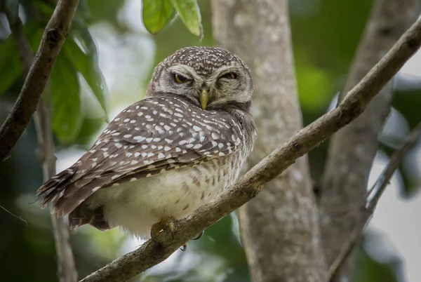 Spotted owlet ( Athene brama) on tree. — Stock Photo, Image
