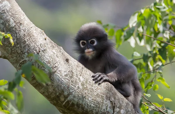 더 스키 랑구르 (trachypithecus obscurus) — 스톡 사진