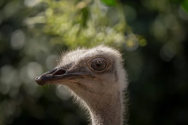 타조 (Struthio camelus) 근접 촬영 샷. — 스톡 사진