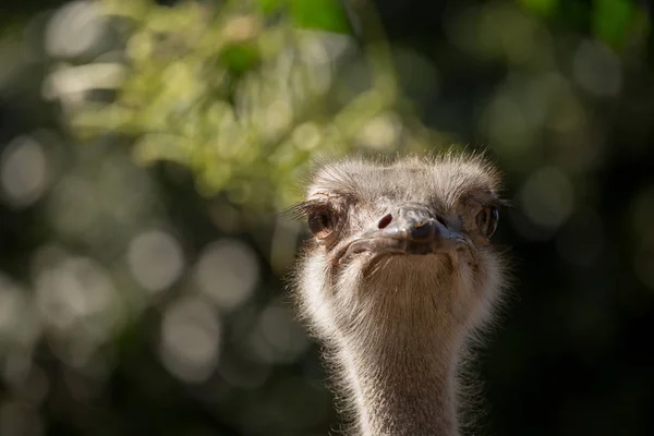 타조 (Struthio camelus) 근접 촬영 샷. — 스톡 사진