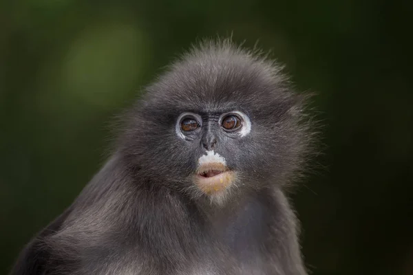 Dusky Langur (Trachypithecus obscurus) — Stock Photo, Image