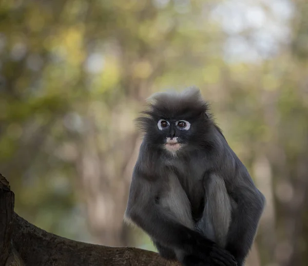 Langur (trachypithecus obscurus)) — Stockfoto