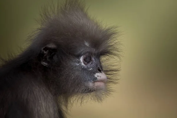 Dusky Langur (Trachypithecus obscurus) — Stock Photo, Image