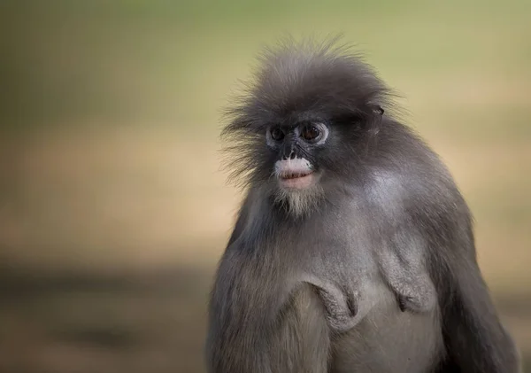 Gölgeli langur (trachypithecus burnu) — Stok fotoğraf