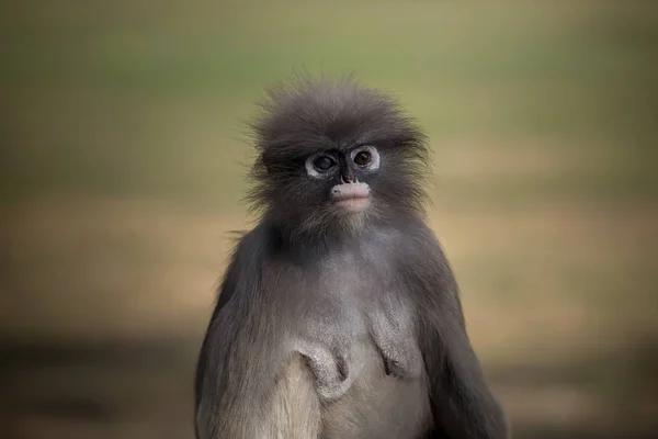 シロマブタザル (trachypithecus チチブ) — ストック写真