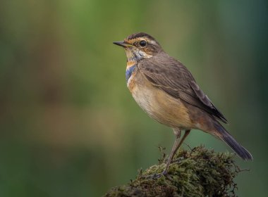 Bluethroat (Luscinia svecica) kuru dal üzerinde.