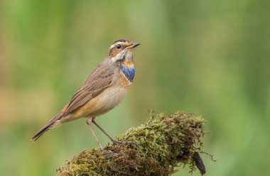 Bluethroat (Luscinia svecica) kuru dal üzerinde.