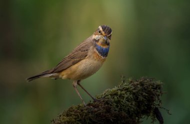 Bluethroat (Luscinia svecica) kuru dal üzerinde.