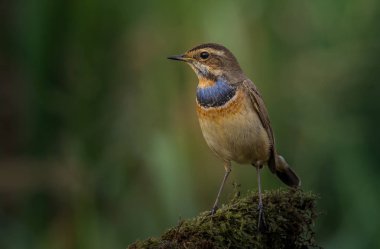 Bluethroat (Luscinia svecica) kuru dal üzerinde.