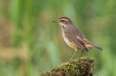 Bluethroat (Luscinia svecica) kuru dal üzerinde.