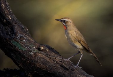Sibirya Rubythroat (Luscinia calliope) kuru dal üzerinde.