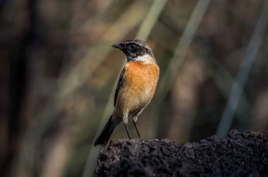 Doğu Stonechat (Saxicola rubicola) yere.
