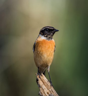 Doğu Stonechat (Saxicola rubicola) dalı.