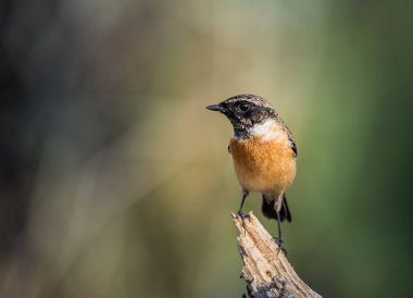 Doğu Stonechat (Saxicola rubicola) dalı.
