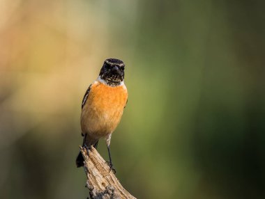 Doğu Stonechat (Saxicola rubicola) dalı.